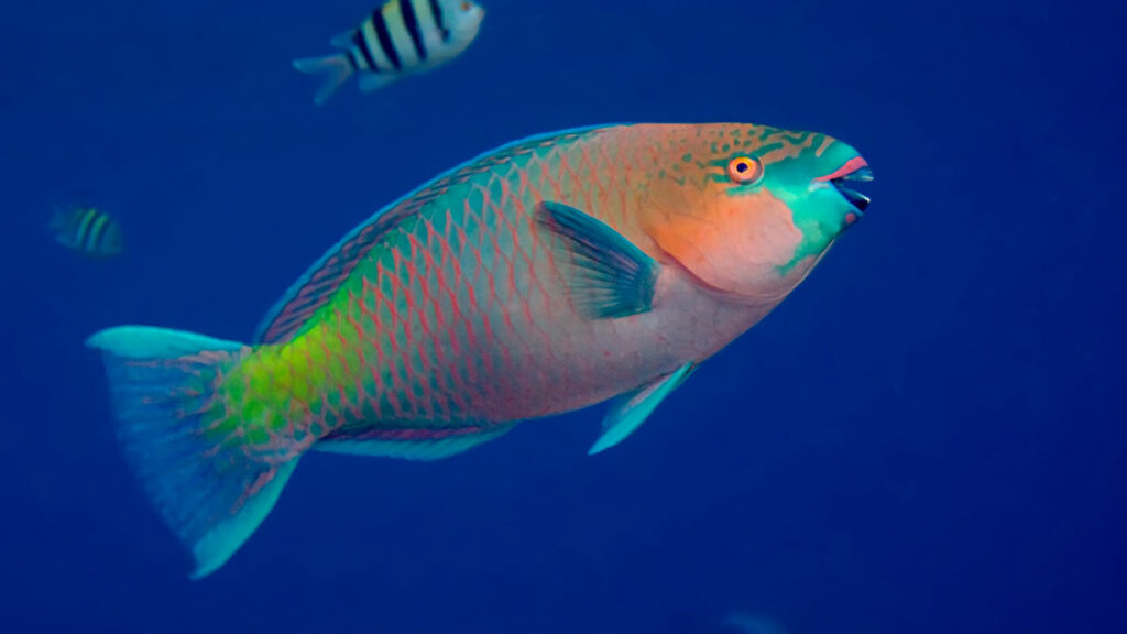 Parrotfish over the reef
